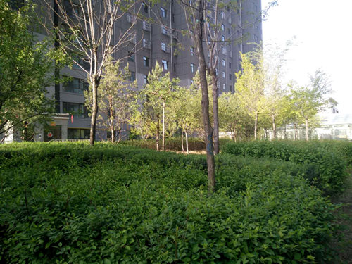 大秦置業(yè)公司：神南華府小區(qū)再添新綠意