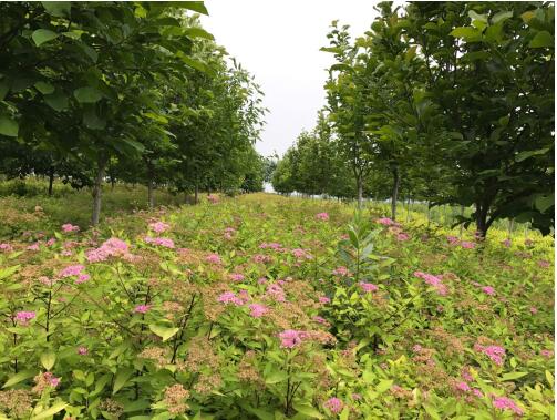 陜西綠宇園林公司：堅(jiān)持改革不打烊 苗圃發(fā)展現(xiàn)成效