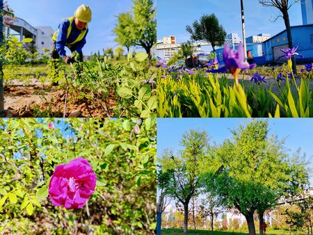 陜煤建設(shè)洗選煤運(yùn)營公司紅柳林洗煤廠項(xiàng)目部： 夯實(shí)“綠”的底色    呵護(hù)“眼”的清靈