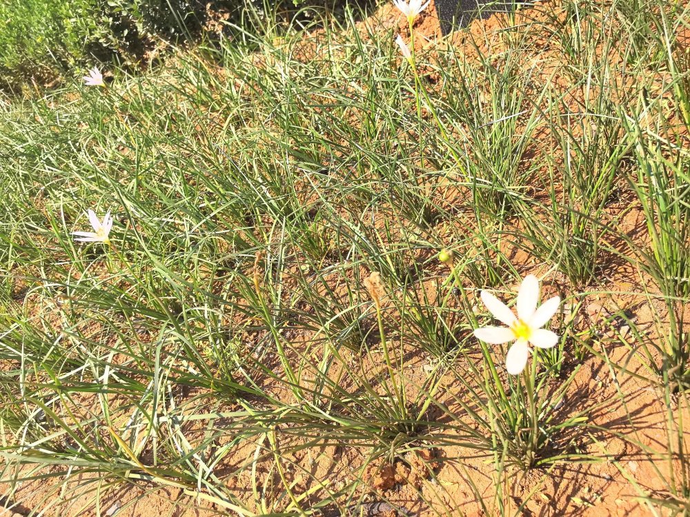 電廠花開時，奮斗自成章